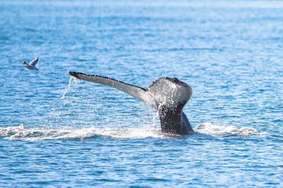 Hauganes: Whale Watching North Iceland - The Boat And Warm Gear: Comfort Is Not An Afterthought