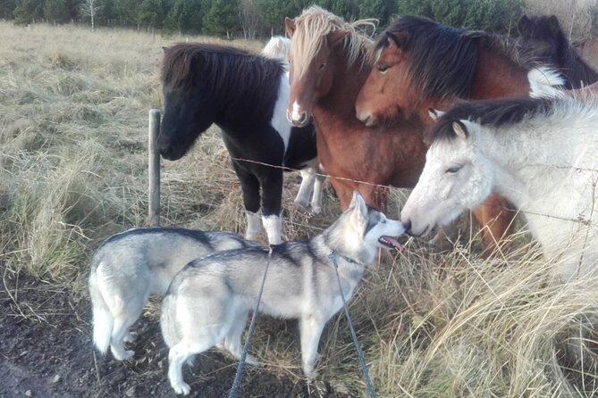 Hiking with Husky in Akureyri - The Walk Itself: Short Trail Time With Real Sled-Dog Power