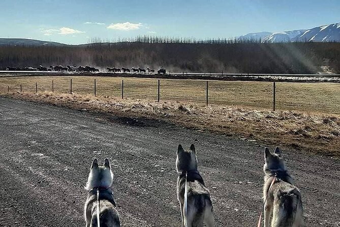 Hiking with Husky in Akureyri (private) - Key highlights I’d plan around