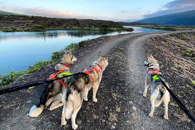 Hiking with Husky in Akureyri (private) - Meet Husky Pack Leaders in Akureyri: Gunni and Maria’s Home Base