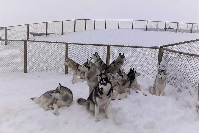 Hiking with Husky in Akureyri (private) - Coffee Break and Photo Time With the Rest of the Pack