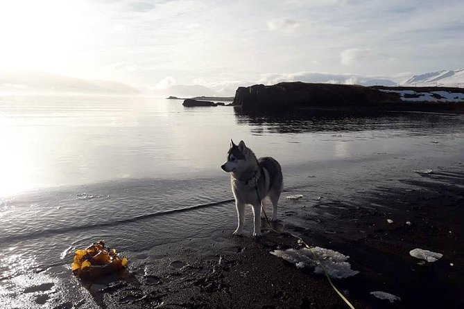 Hiking with Husky in Akureyri (private) - How the 2 Hour Private Husky Hike Works, From Pickup to Harness