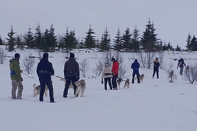 Hiking with Husky in Akureyri - Where You Start: goHusky Dogsledding Tours at Glæsibær 3
