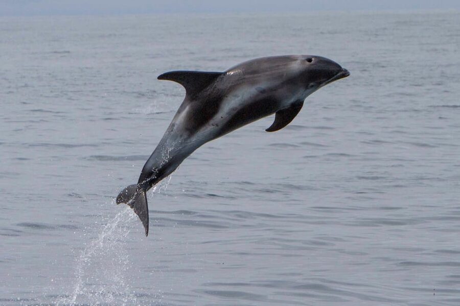 Hólmavík: Whale Watching Tour - The humpback whale show: what you are likely to see