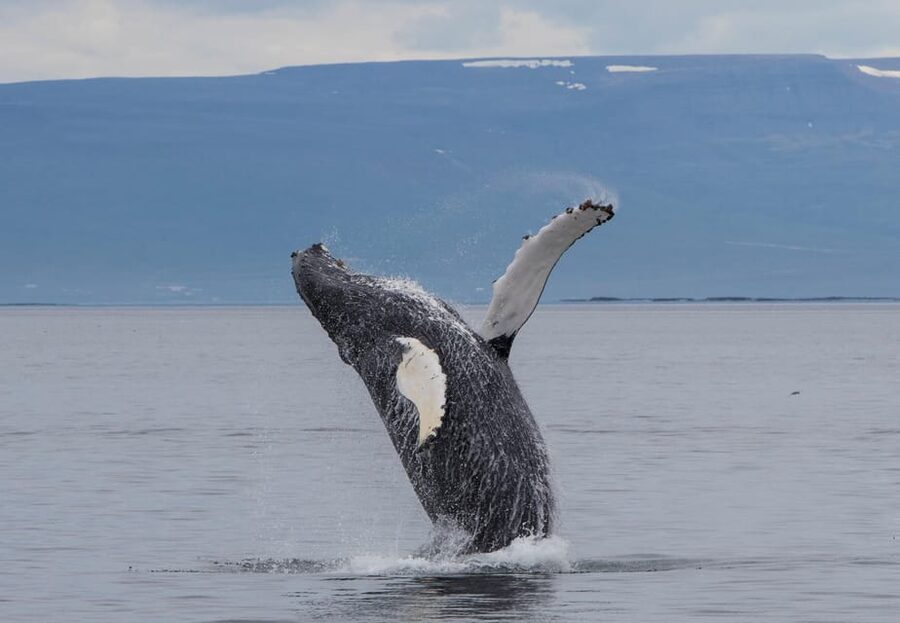 Hólmavík: Whale Watching Tour - Who else you may spot: minke whales, dolphins, and the rare surprises