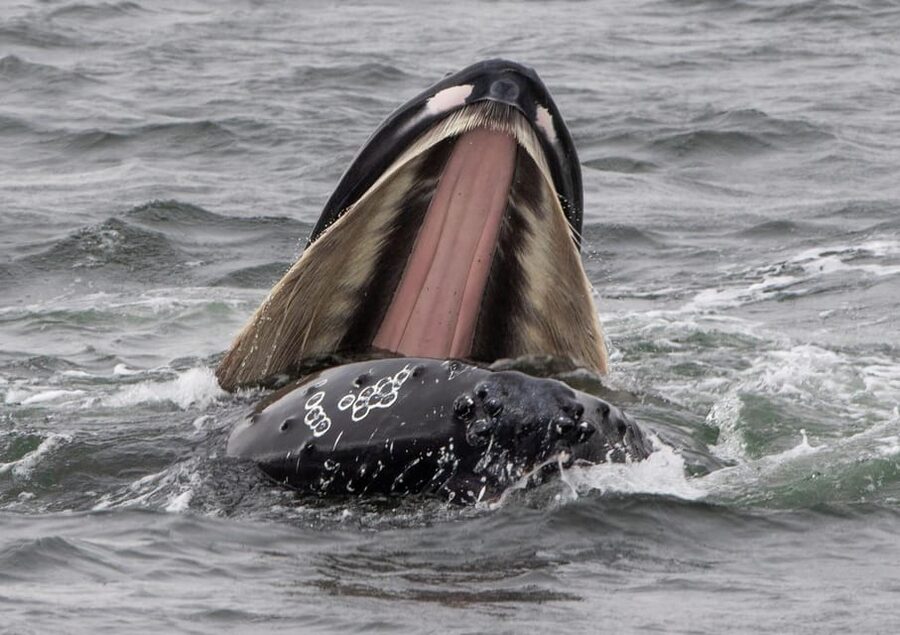 Hólmavík: Whale Watching Tour - Comfort and safety: warm suits, sheltered waters, and sea-sickness reality