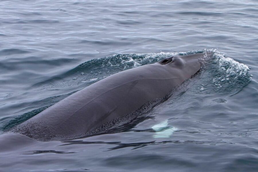 Hólmavík: Whale Watching Tour - The crew matters: Judith, Teresa, and a research-based spotting approach