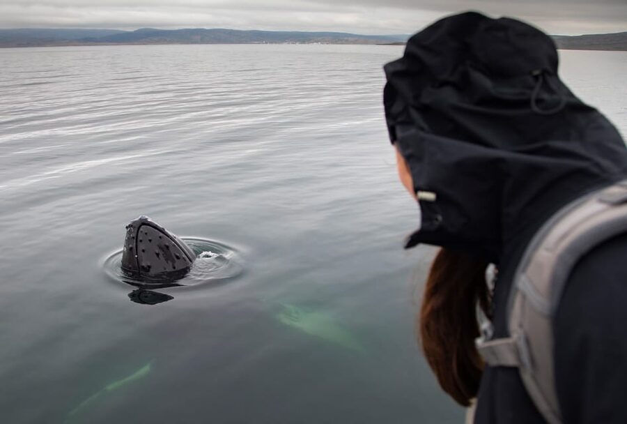 Hólmavík: Whale Watching Tour - Who should book this tour, and who should think twice