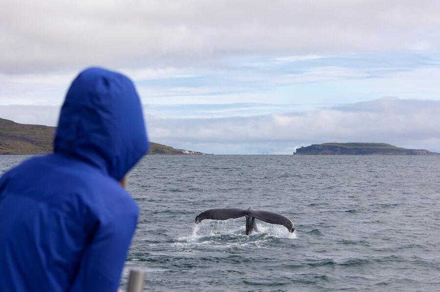 Hólmavík: Whale Watching Tour - Puffins in the Westfjords: when you can add birds to the mix