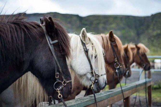 Horse Riding Tour in Reykjadalur (Smoky Valley)-All Riding Levels - Quick reasons this ride is a good bet