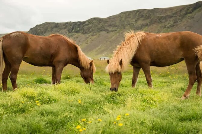 Horse Riding Tour in Reykjadalur (Smoky Valley)-All Riding Levels - Beginner-friendly help that actually helps