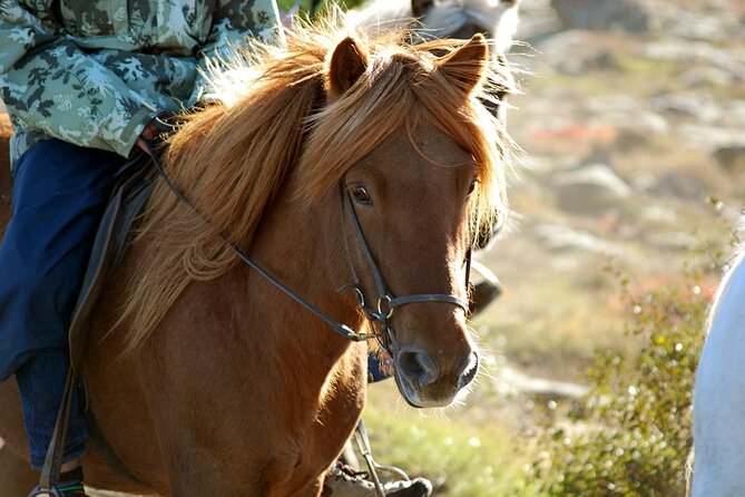 Horseback Riding Tour in Iceland - The 50 minute ride: mossy lava, trails, and Bláfjöll views