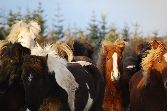 Horseback Riding Tour in Iceland - What happens before and after the ride