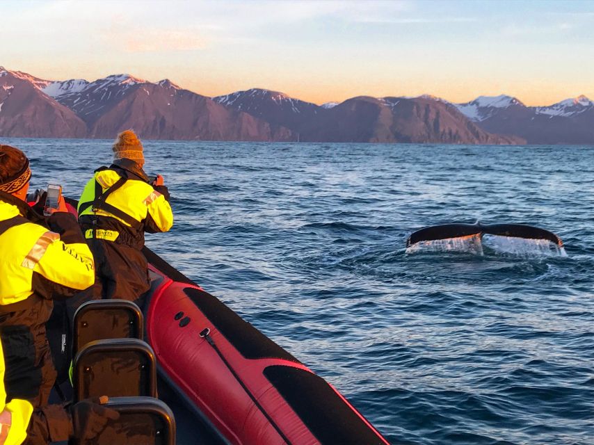 Húsavík: Big Whales and Puffin Island Speedboat Tour - Key takeaways before you go