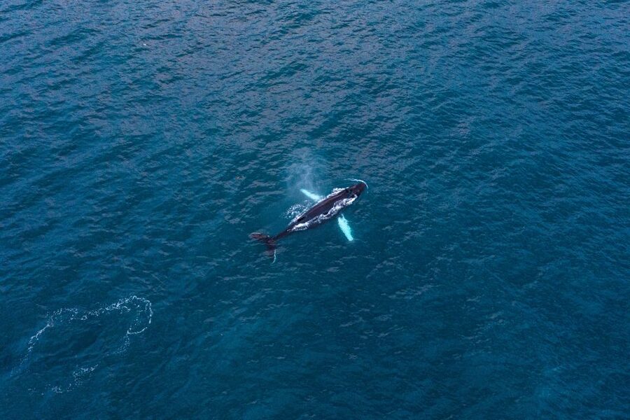 Húsavík: Big Whales and Puffin Island Speedboat Tour - The ride itself: how the 2 hours usually feels
