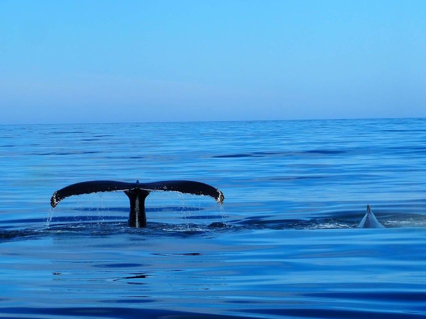 Húsavík: Big Whales and Puffin Island Speedboat Tour - Why Húsavík’s Skjálfandi Bay is a whale-watching sweet spot