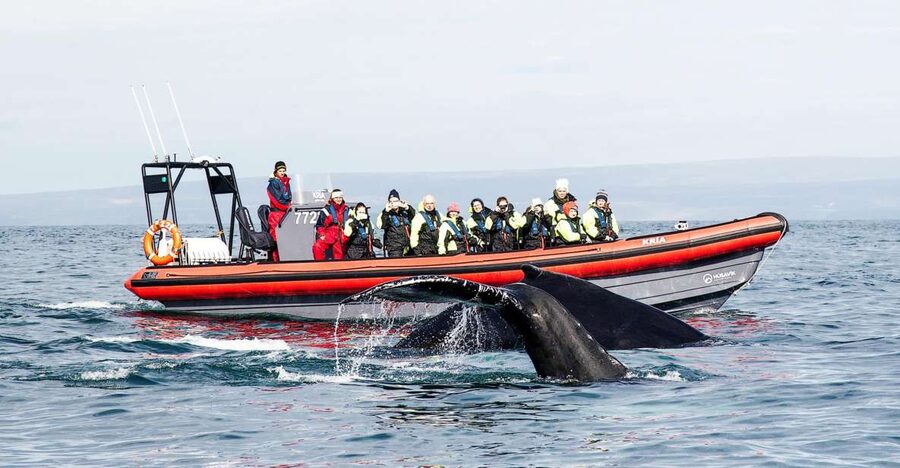 Húsavík: Big Whales and Puffin Island Speedboat Tour - Getting started at Hafnarstétt 11, and why the safety briefing matters