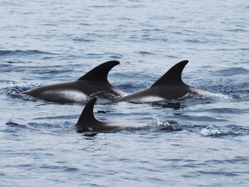 Húsavík: Big Whales and Puffin Island Speedboat Tour - The first cruise: sail into Skjálfandi Bay