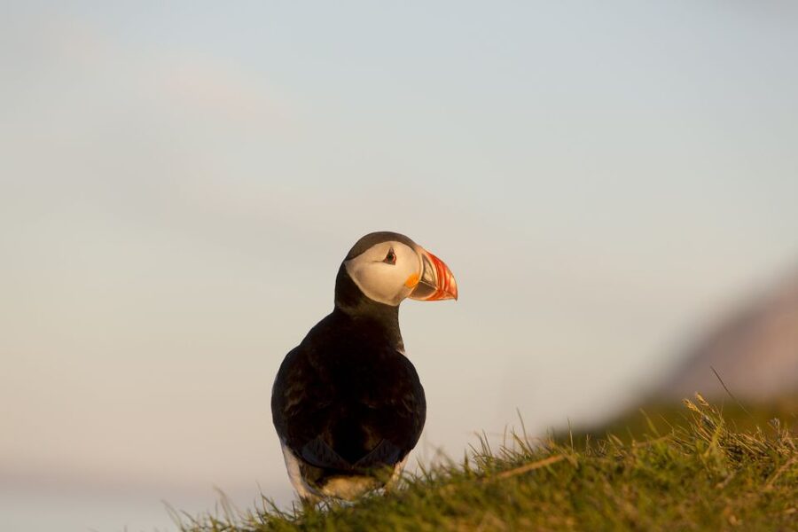 Húsavík: Big Whales and Puffin Island Speedboat Tour - Wildlife viewing in Skjálfandi Bay: what you might actually see