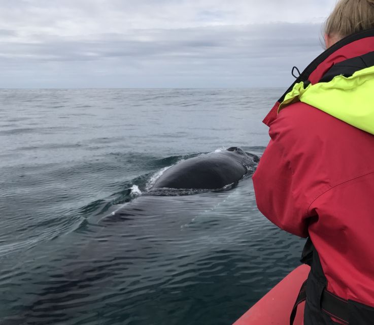 Húsavík: Big Whales and Puffin Island Speedboat Tour - Lundey Island and puffins: the seasonal highlight