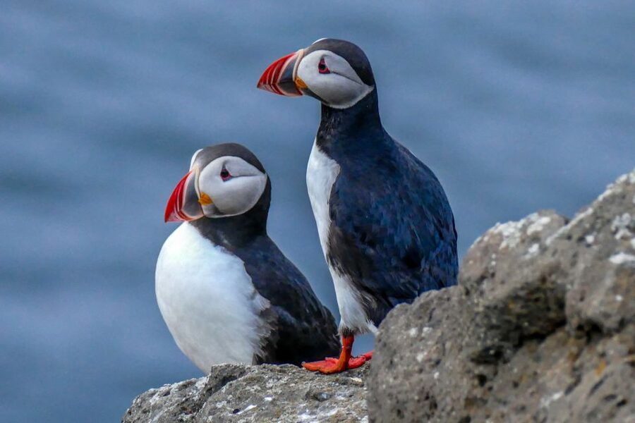 Húsavík: Big Whales and Puffin Island Speedboat Tour - Gear and clothing: how to stay warm when the bay turns cold
