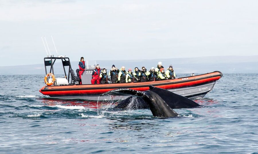 Húsavík: Big Whales and Puffin Island Speedboat Tour - RIB speedboats: the main reason this tour feels different