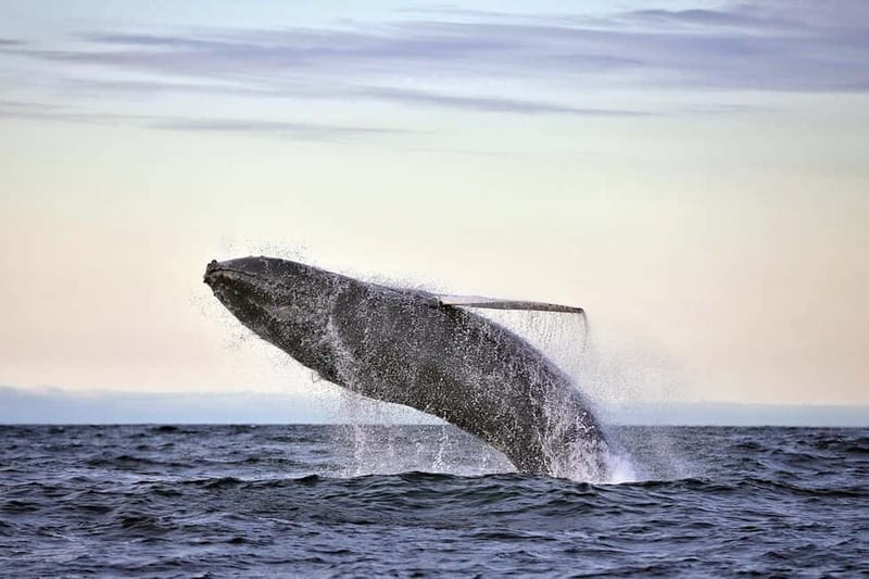 Húsavík: Original Big Whale Safari & Puffins by Speedboat - Key Points You Should Know Before You Go