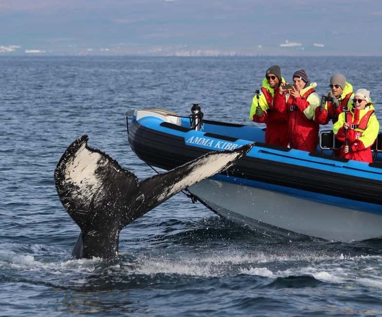 Húsavík: Original Big Whale Safari & Puffins by Speedboat - Why a RIB Safari from Húsavík Makes Whale Watching Feel Real