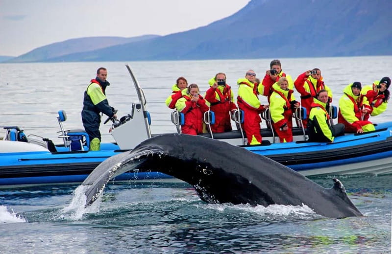 Húsavík: Original Big Whale Safari & Puffins by Speedboat - Puffin Island Viewing During Peak Nesting Season, and What It Actually Feels Like