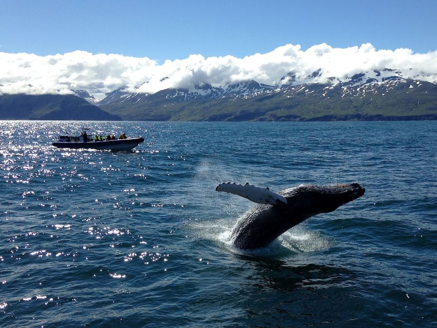 Húsavík: Original Big Whale Safari & Puffins by Speedboat - Skjálfandi Bay: How the Boat Finds Whales and Dolphins in Real Time