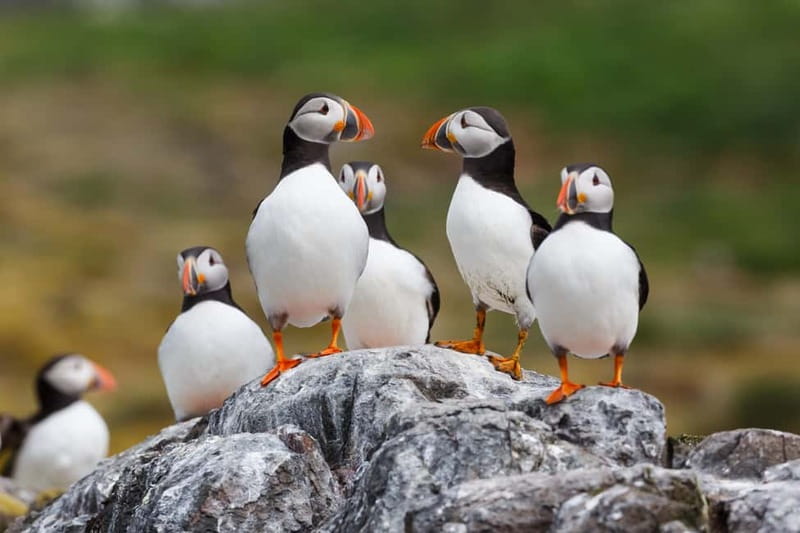 Húsavík: Original Big Whale Safari & Puffins by Speedboat - The 2-Hour Experience: Cold-Wind Comfort, Ride Style, and Sea-Sickness Reality