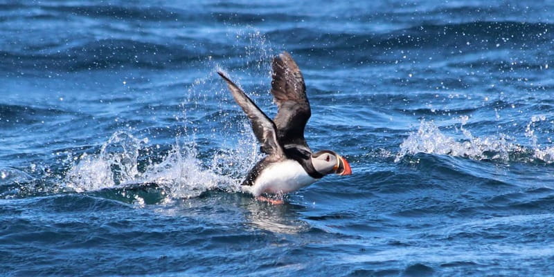 Húsavík: Original Big Whale Safari & Puffins by Speedboat - Price and Value: Is $175 Really Worth It for This Kind of Day?