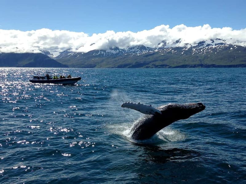 Húsavík: Original Big Whale Safari & Puffins by Speedboat - Who Should Book This RIB Whale Safari, and Who Might Want Another Option?
