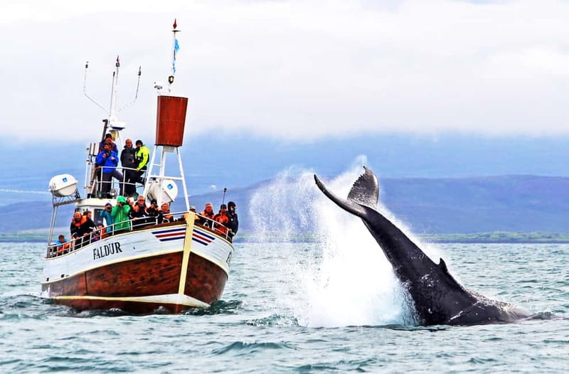 Húsavík: Traditional Whale Watching Tour - Húsavík and Skjálfandi Bay: why this is prime whale country