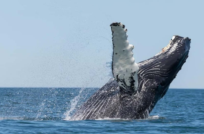Húsavík: Traditional Whale Watching Tour - Gentle Giants on a traditional oak boat: what the experience feels like