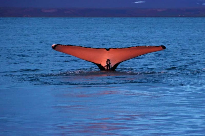 Húsavík: Traditional Whale Watching Tour - What you can realistically spot: humpbacks, blue whales, and dolphins