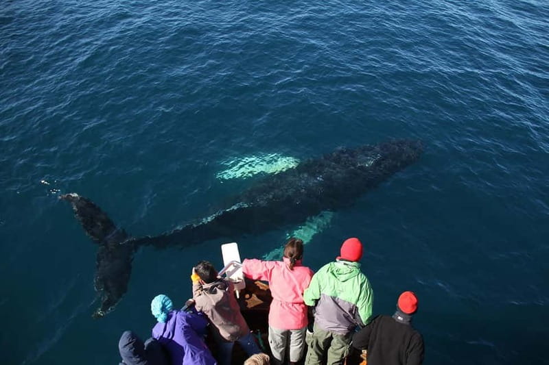 Húsavík: Traditional Whale Watching Tour - Staying warm and dry: overalls, rain gear, and real comfort tips