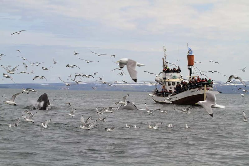 Húsavík: Traditional Whale Watching Tour - Price and value: is $100 for 3 hours fair?