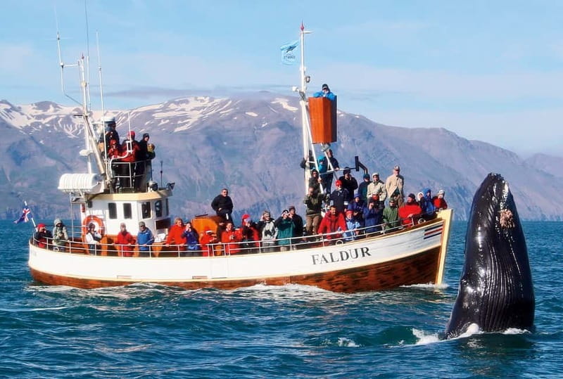 Húsavík: Traditional Whale Watching Tour - How to get the best sightings: your move, not the boat’s