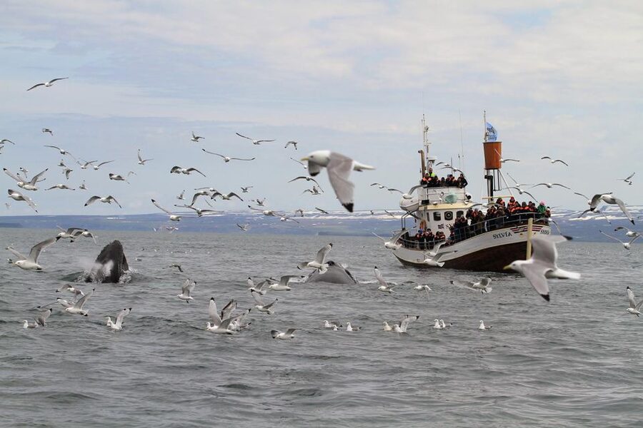 Húsavík: Traditional Whale Watching Tour - Should you book this whale watching tour with Gentle Giants?