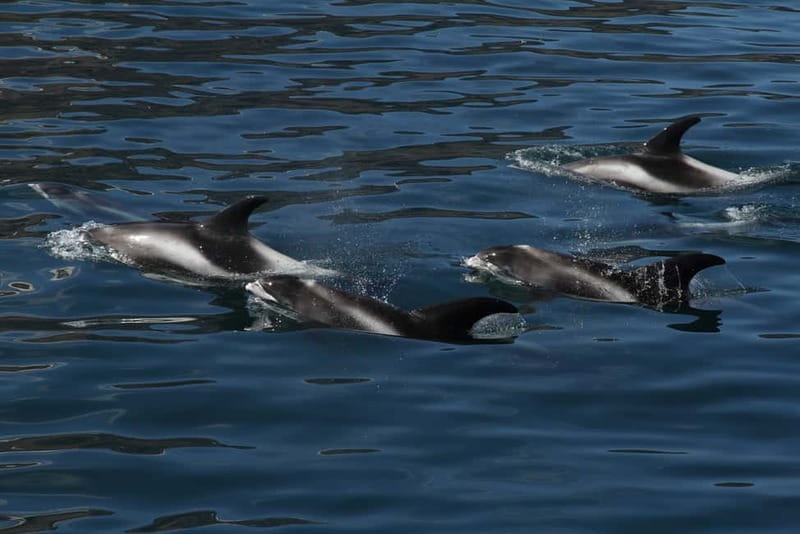 Húsavík: Traditional Whale Watching Tour - FAQ