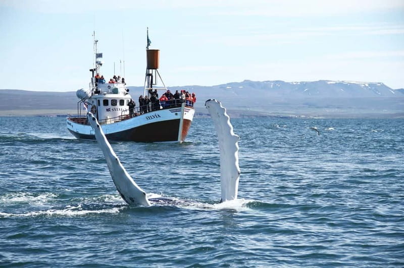 Húsavík: Traditional Whale Watching Tour - The 3-hour rhythm: from ticket center to Skjálfandi Bay