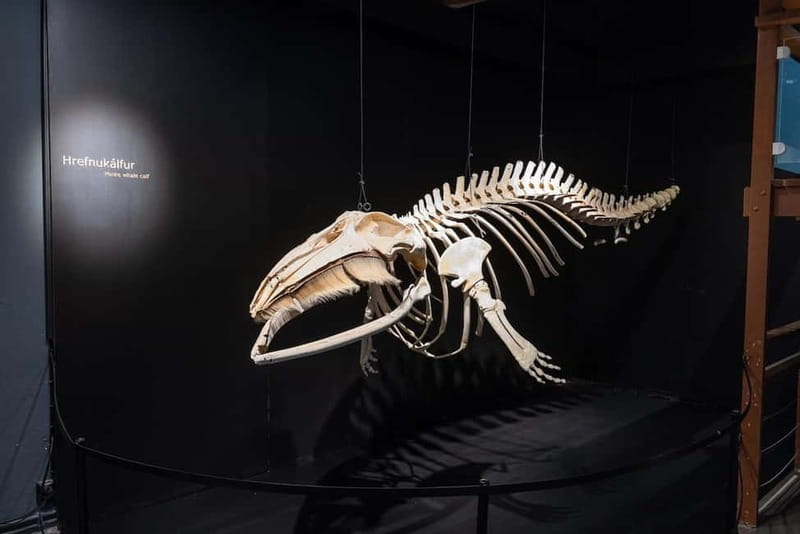 Húsavík: Whale Museum Entry Ticket - Why Húsavík’s Whale Museum Works on a North Iceland Day