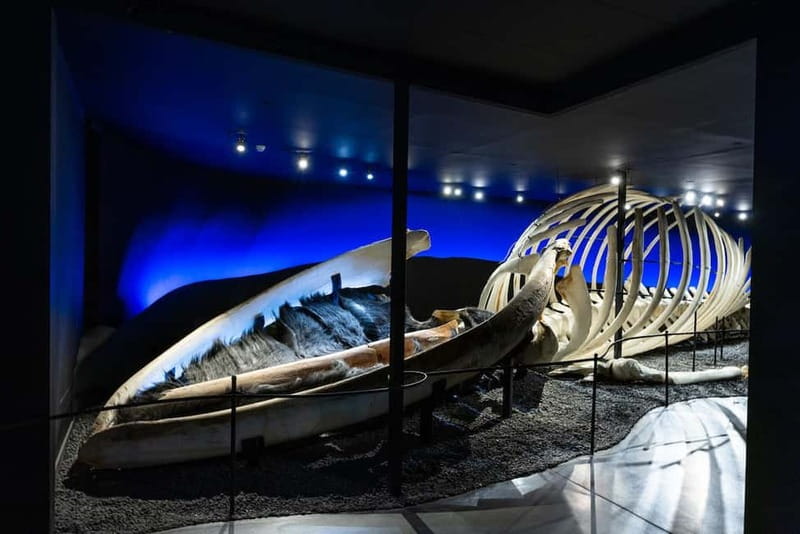 Húsavík: Whale Museum Entry Ticket - Ticket Price and What You Really Get for About $21