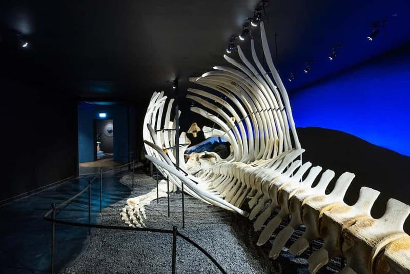 Húsavík: Whale Museum Entry Ticket - Timing Tips for a 1-Day Visit in Húsavík