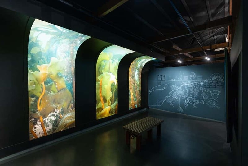 Húsavík: Whale Museum Entry Ticket - Your Self-Guided Walk Through the Museum’s 8 Exhibition Spaces