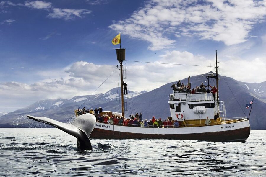 Húsavík: Whale-Watching Cruise and Puffins Guided Tour - Key points before you go