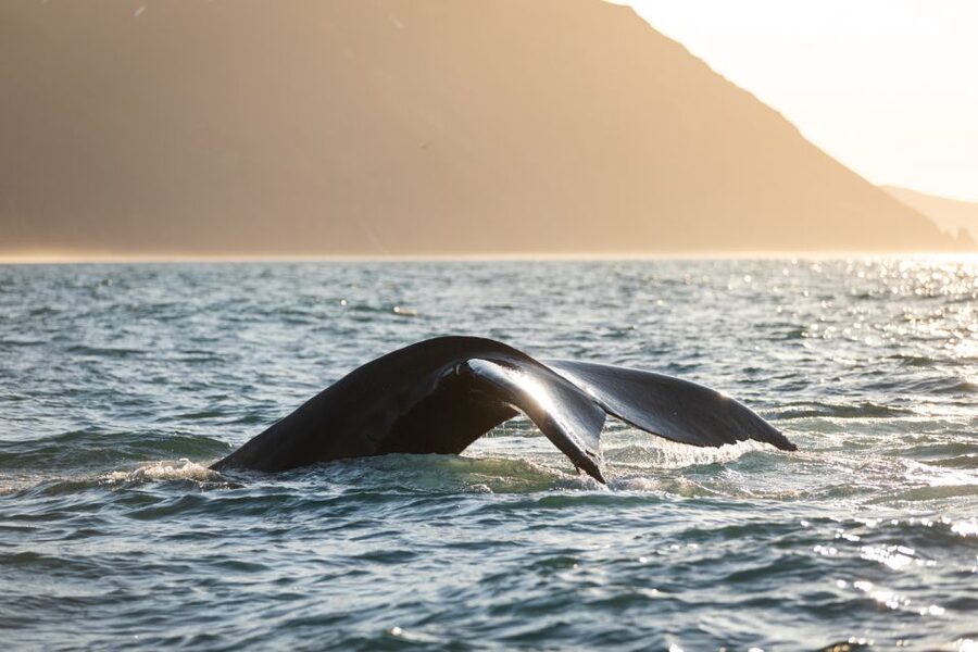 Húsavík: Whale-Watching Cruise and Puffins Guided Tour - Should you book the Húsavík whale-watching and puffin cruise?