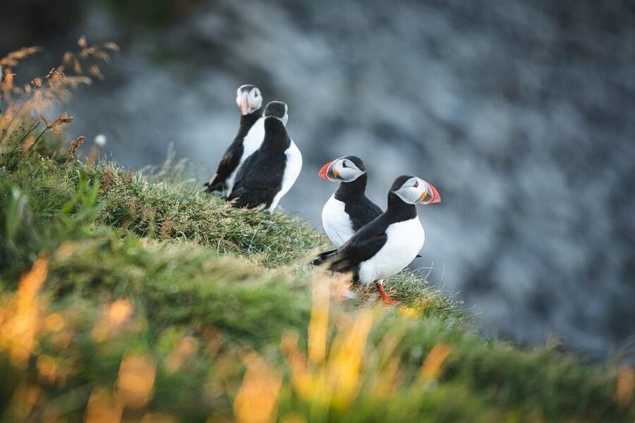 Húsavík: Whale-Watching Cruise and Puffins Guided Tour - Wildlife odds: whales, dolphins, and how sightings often unfold
