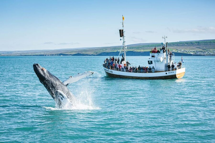 Húsavík: Whale-Watching Cruise and Puffins Guided Tour - Staying warm and fed: hot chocolate and cinnamon buns are not a gimmick